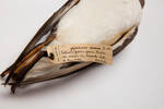 Puffinus gavia, LB5119, © Auckland Museum CC BY
