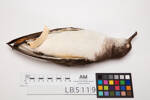 Puffinus gavia, LB5119, © Auckland Museum CC BY