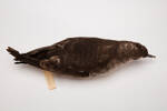 Puffinus gavia, LB5126, © Auckland Museum CC BY