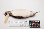 Puffinus gavia, LB5134, © Auckland Museum CC BY