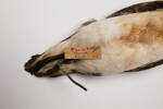 Puffinus gavia, LB5139, © Auckland Museum CC BY