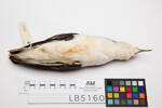 Puffinus assimilis, LB5160, © Auckland Museum CC BY