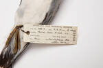 Pachyptila salvini; LB5449; © Auckland Museum CC BY