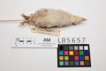 Meleagris gallopavo; LB5657; © Auckland Museum CC BY