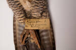 Falco peregrinus, LB6304, © Auckland Museum CC BY