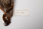 Megapodius pritchardii; LB6330; © Auckland Museum CC BY