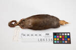 Megapodius pritchardii; LB6336; © Auckland Museum CC BY