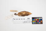 Megapodius pritchardii; LB6339; © Auckland Museum CC BY