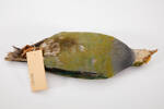 Ptilinopus, LB6383, © Auckland Museum CC BY