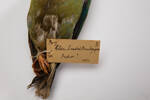 Ptilinopus, LB6383, © Auckland Museum CC BY