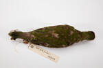 Ptilinopus viridis, LB6529, © Auckland Museum CC BY