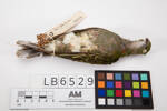 Ptilinopus viridis, LB6529, © Auckland Museum CC BY