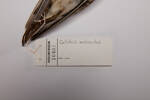 Calidris melanotos, LB10401, © Auckland Museum CC BY