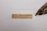 Calidris melanotos, LB10401, © Auckland Museum CC BY