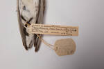 Calidris fuscicollis, LB10407, © Auckland Museum CC BY