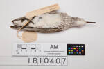 Calidris fuscicollis, LB10407, © Auckland Museum CC BY