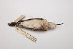 Calidris acuminata, LB10412, © Auckland Museum CC BY