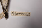 Calidris acuminata, LB10412, © Auckland Museum CC BY