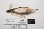 Calidris acuminata, LB10412, © Auckland Museum CC BY