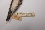 Calidris acuminata, LB10414, © Auckland Museum CC BY