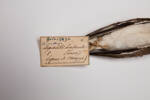Charadrius hiaticula, LB10799, © Auckland Museum CC BY