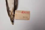 Charadrius hiaticula, LB10799, © Auckland Museum CC BY