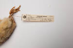 Pavo cristatus; LB10817; © Auckland Museum CC BY