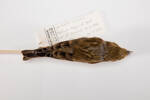 Carduelis chloris, LB12356, © Auckland Museum CC BY