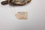 Dryoscopus cubla, LB12731, © Auckland Museum CC BY