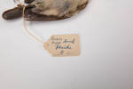 Dryoscopus cubla, LB12731, © Auckland Museum CC BY