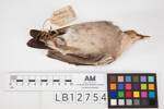 Creatophora cinerea, LB12754, © Auckland Museum CC BY