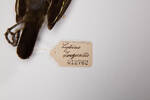 Lybius torquatus, LB12762, © Auckland Museum CC BY