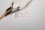 Charadrius obscurus, LB13499, © Auckland Museum CC BY