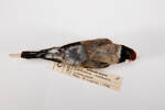 Carduelis carduelis, LB1356, © Auckland Museum CC BY