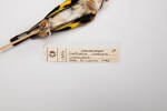 Carduelis carduelis, LB1356, © Auckland Museum CC BY