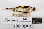 Carduelis carduelis, LB1356, © Auckland Museum CC BY