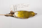 Carduelis chloris, LB14073, © Auckland Museum CC BY