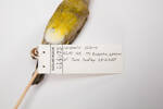 Carduelis chloris, LB14073, © Auckland Museum CC BY