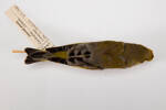 Carduelis chloris, LB1448, © Auckland Museum CC BY