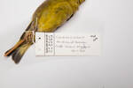 Carduelis chloris, LB14565, © Auckland Museum CC BY