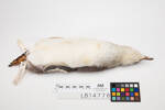 Eudyptula minor; LB14776; © Auckland Museum CC BY