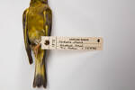 Carduelis chloris, LB1878, © Auckland Museum CC BY