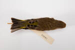 Carduelis chloris, LB3643, © Auckland Museum CC BY