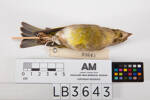 Carduelis chloris, LB3643, © Auckland Museum CC BY