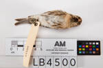 Carduelis flammea, LB4500, © Auckland Museum CC BY