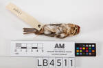 Carduelis flammea, LB4511, © Auckland Museum CC BY