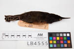 Philesturnus carunculatus, LB4555, © Auckland Museum CC BY