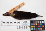 Philesturnus carunculatus, LB4557, © Auckland Museum CC BY