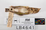 Carduelis chloris, LB4641, © Auckland Museum CC BY