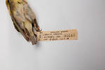 Carduelis chloris, LB4642, © Auckland Museum CC BY